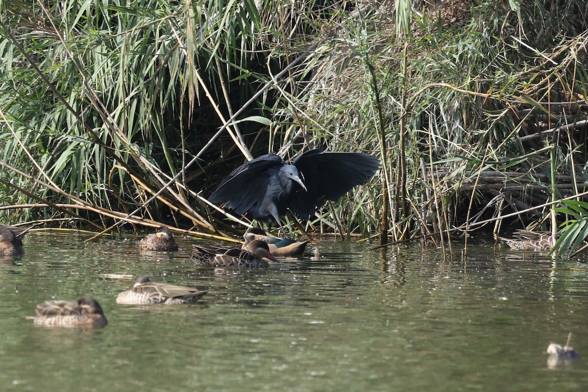 Black Heron - ML645323644
