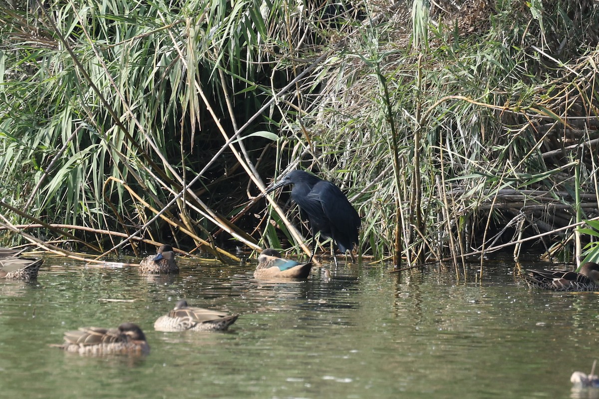 Black Heron - ML645323645