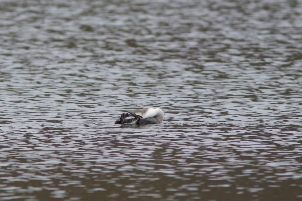 Arctic Loon - ML645323648