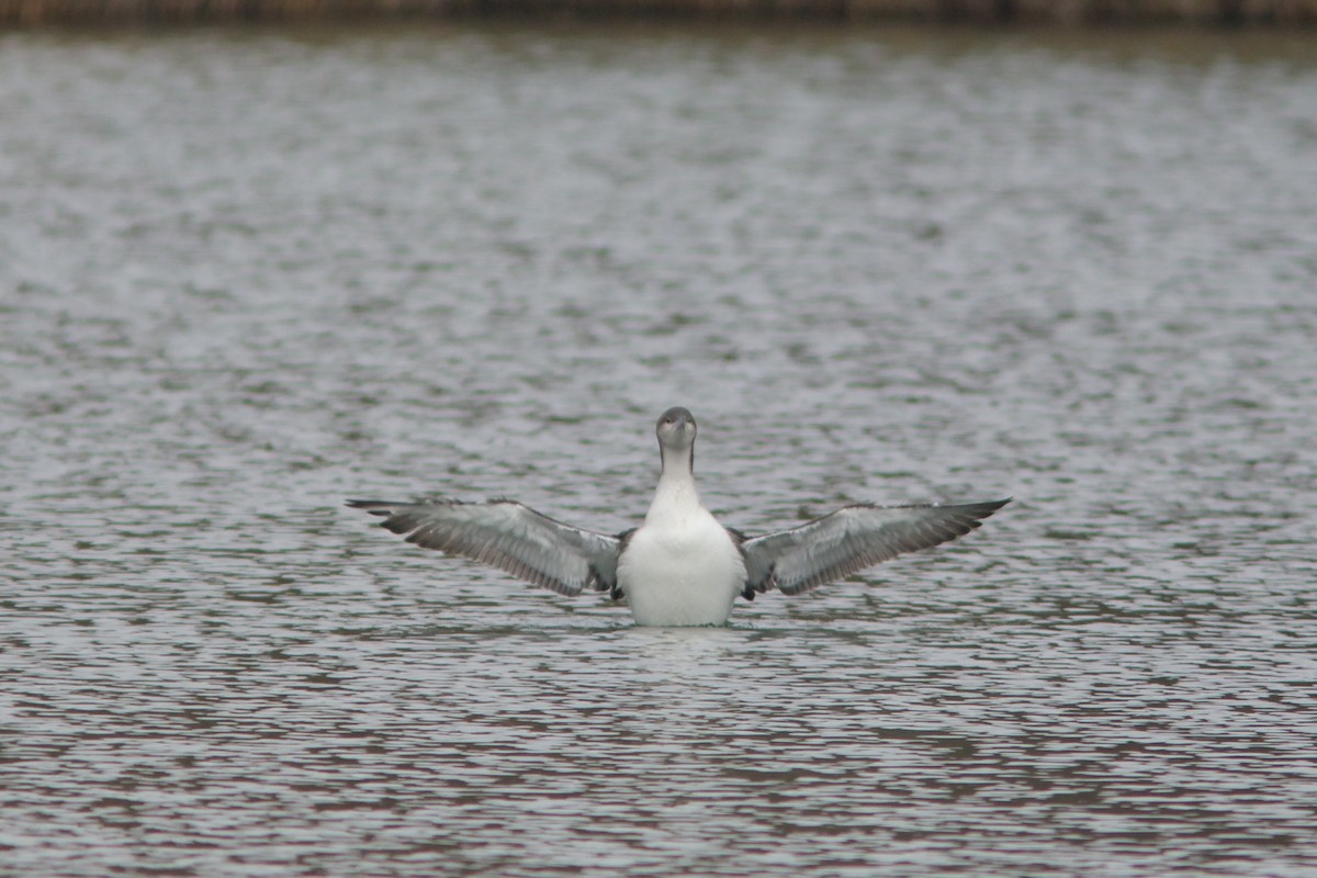 Arctic Loon - ML645323649