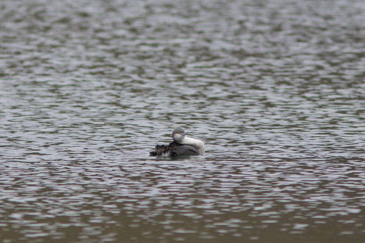 Arctic Loon - ML645323650