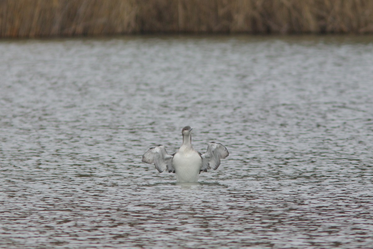 Arctic Loon - ML645323651