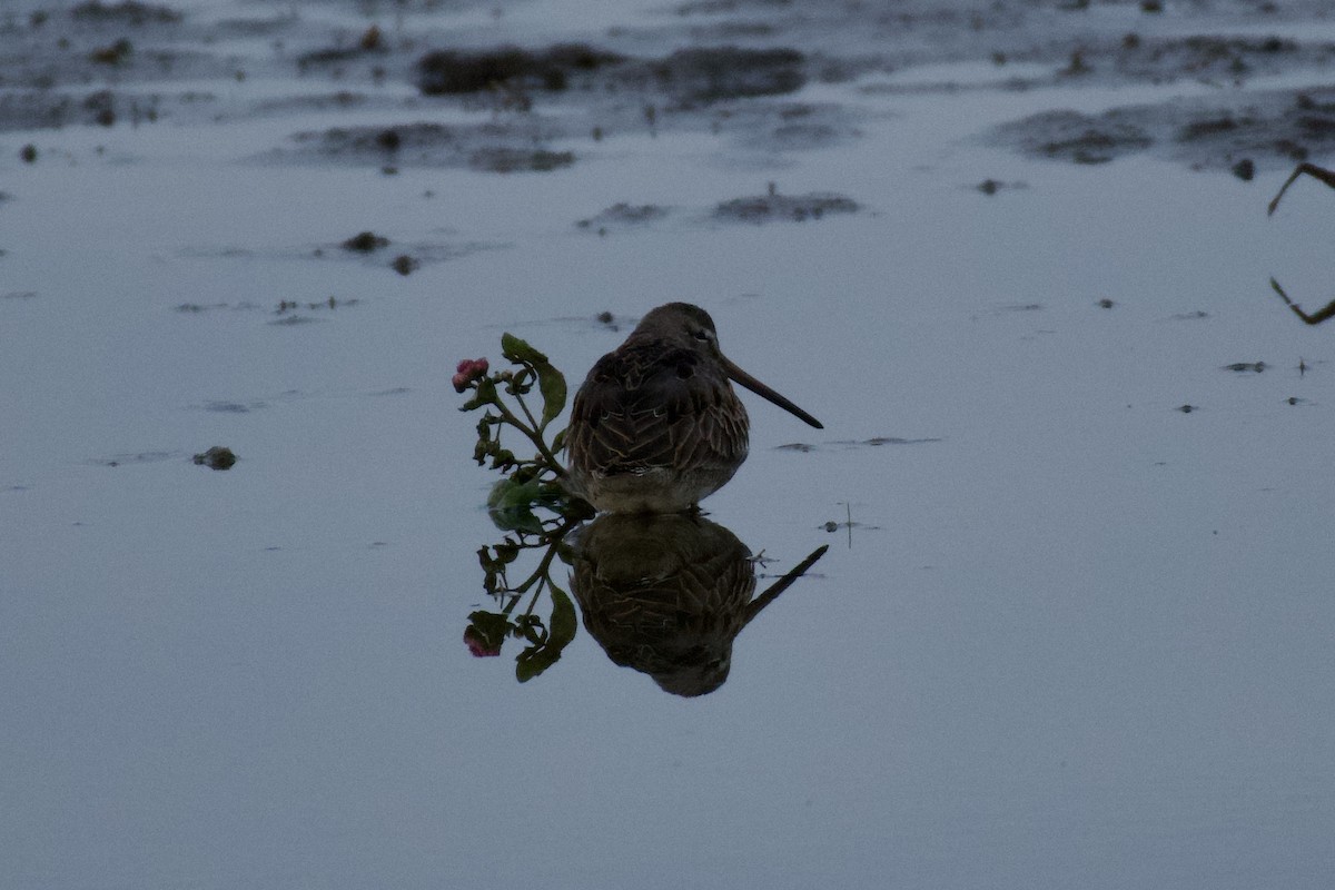 slukovec dlouhozobý - ML645323655