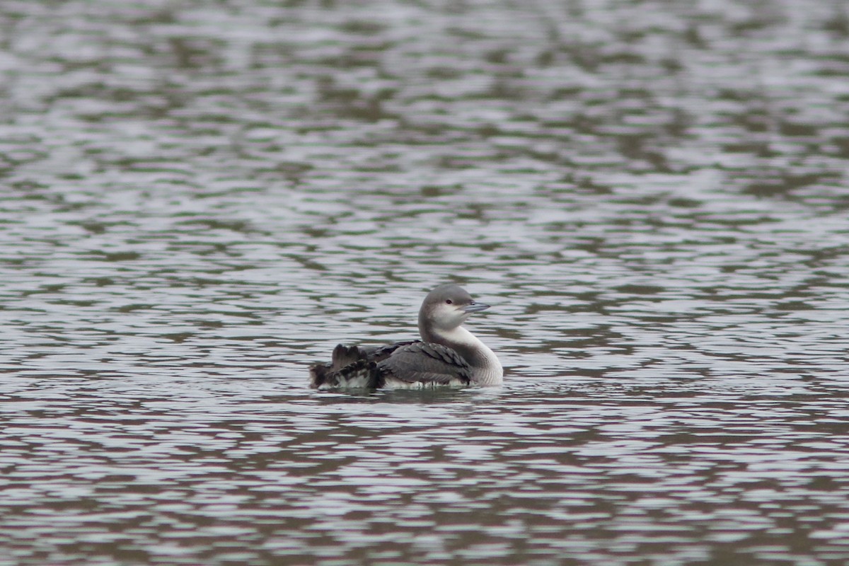 Arctic Loon - ML645323662