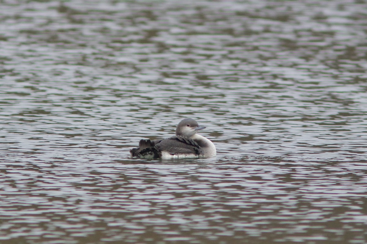 Arctic Loon - ML645323663