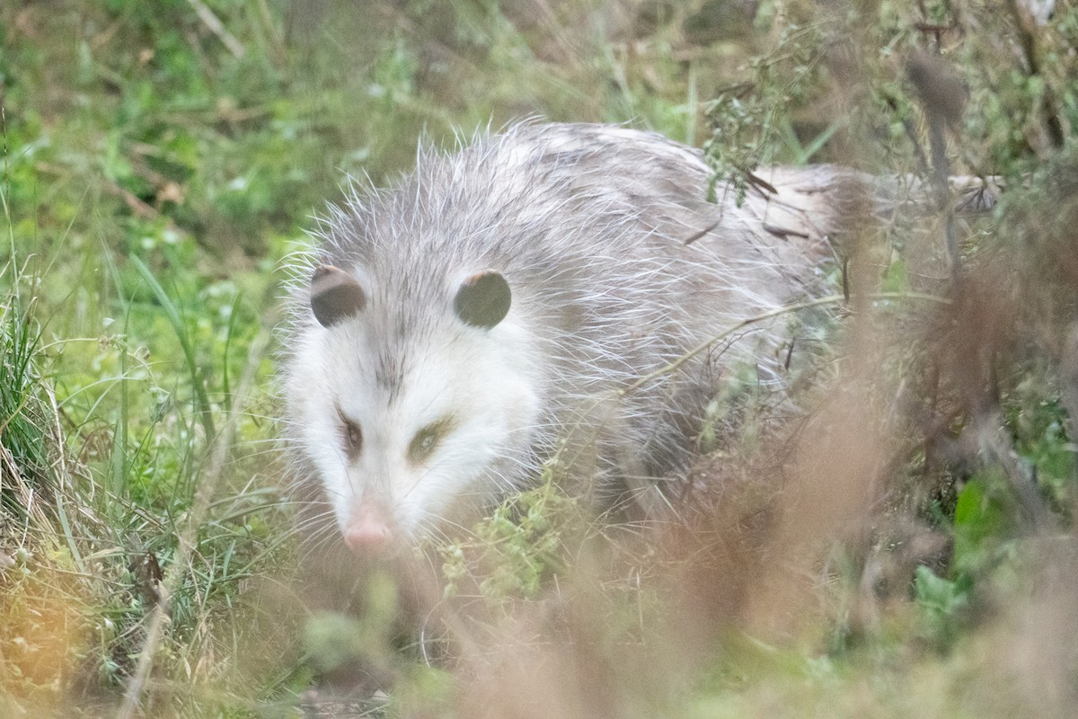 北美負鼠 - ML645323667