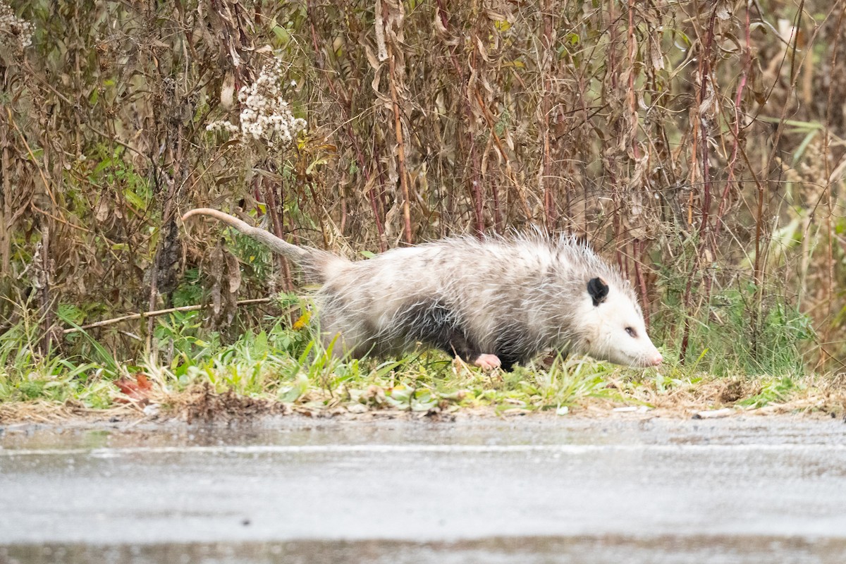 北美負鼠 - ML645323668