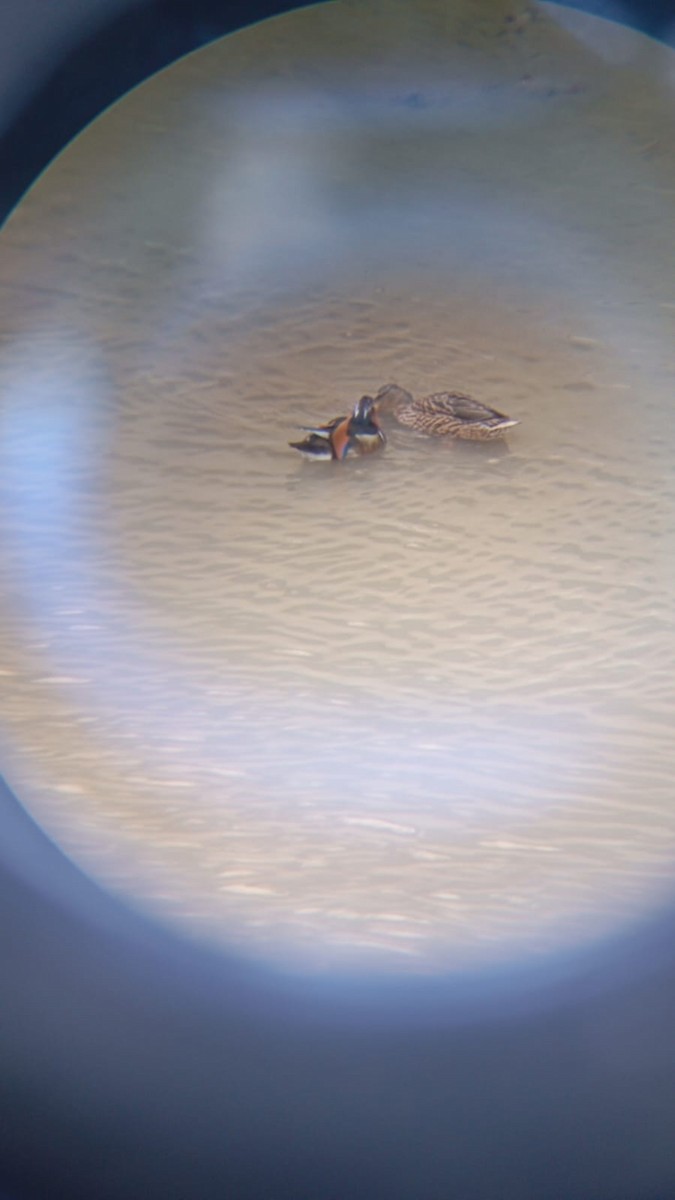 Mandarinente - ML645323670