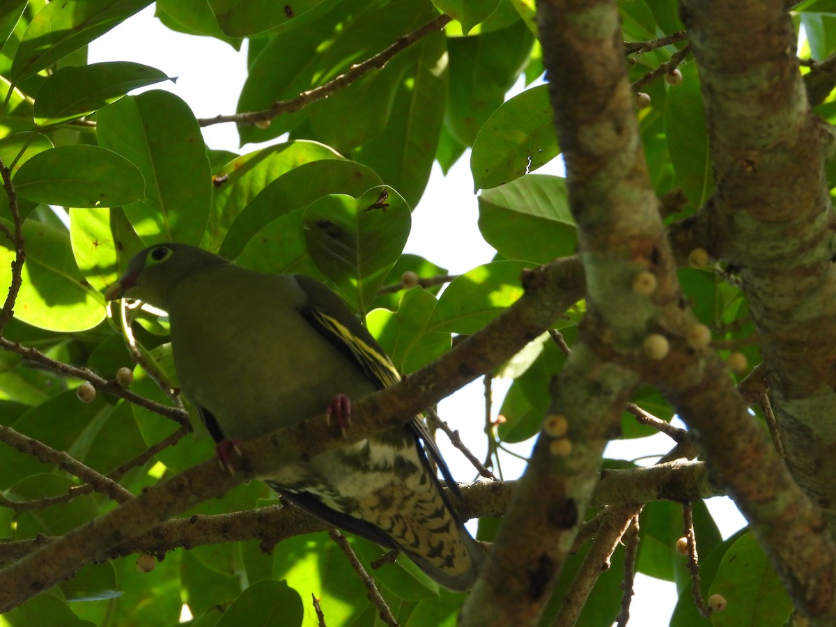 Вінаго індокитайський - ML645323679