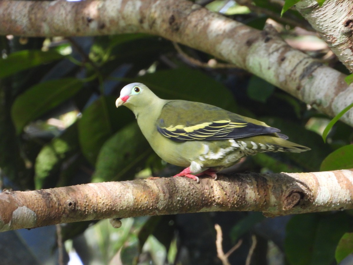 Вінаго індокитайський - ML645323680