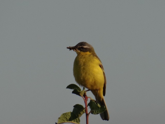Western Yellow Wagtail - ML645323681