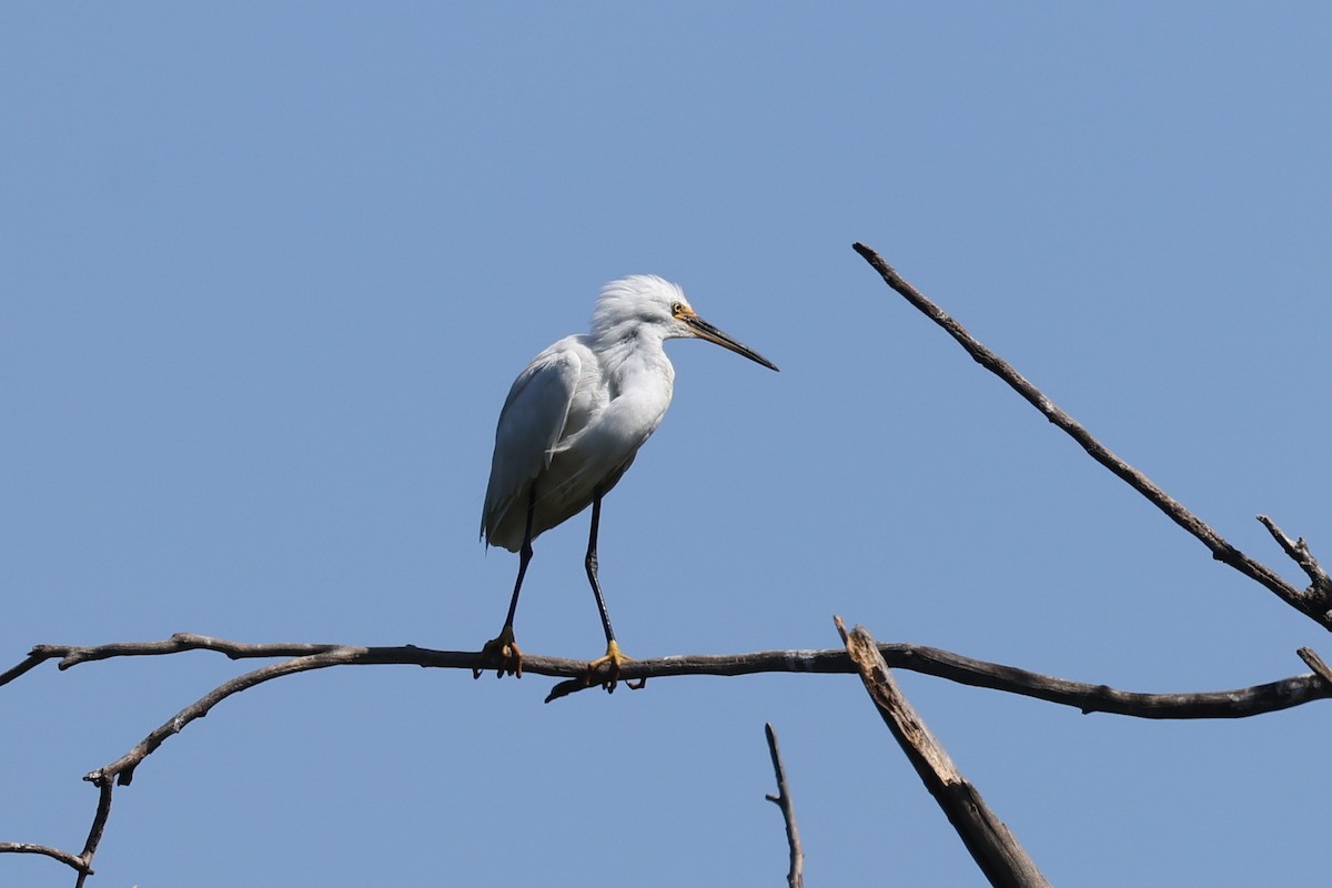 silkehegre - ML645323685