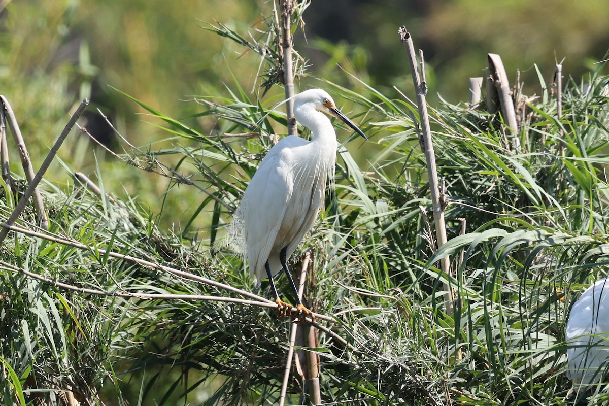 silkehegre - ML645323686