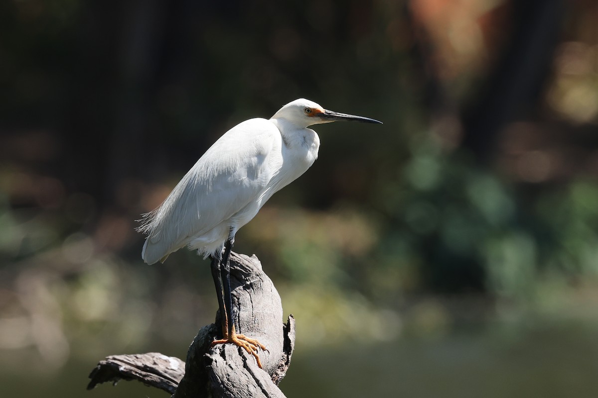 silkehegre - ML645323687