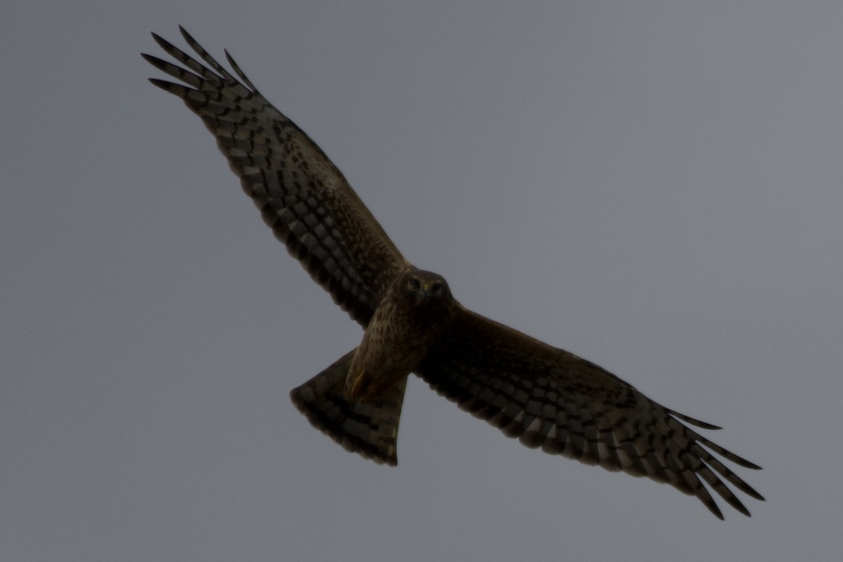 moták severoamerický - ML645323688