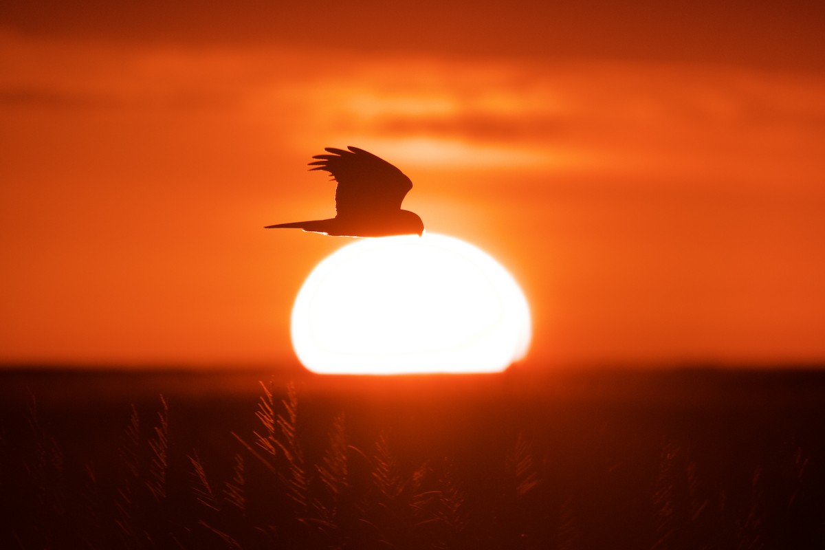 moták severoamerický - ML645323690