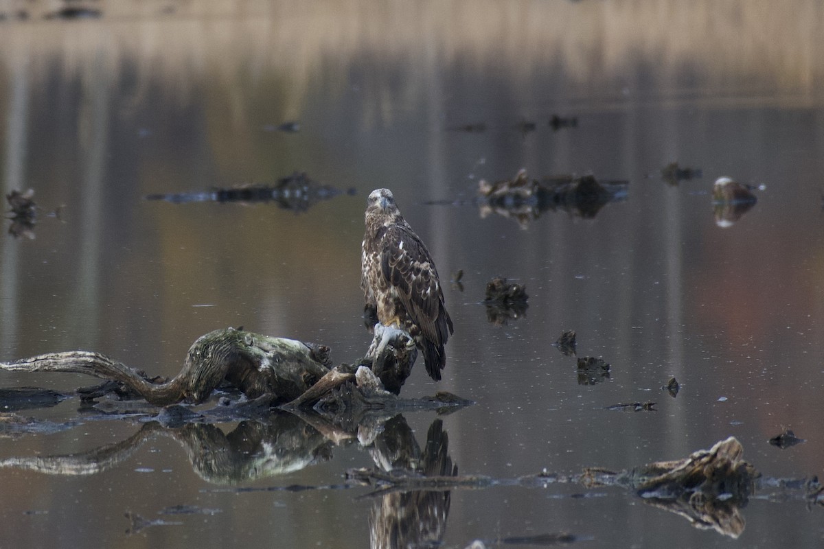 Pygargue à tête blanche - ML645323707