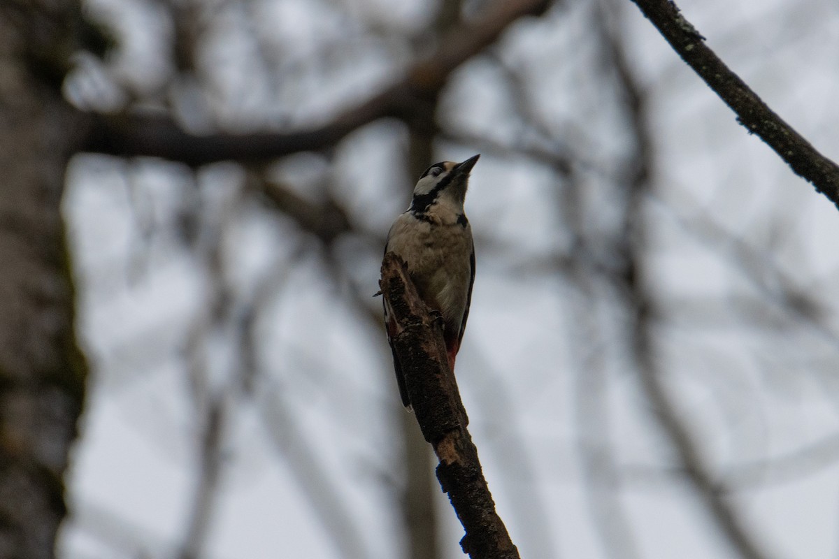 Great Spotted Woodpecker - ML645323709