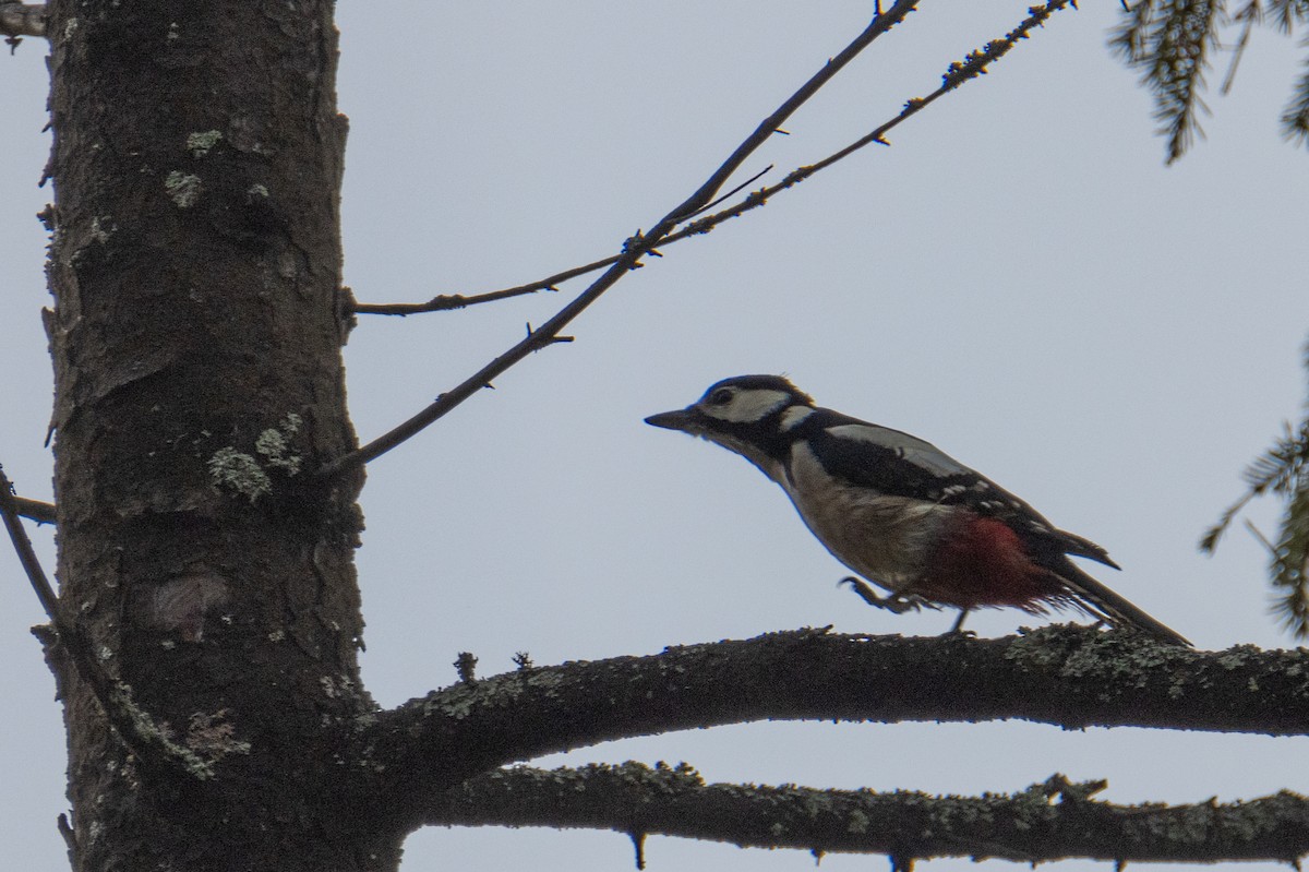 Great Spotted Woodpecker - ML645323710