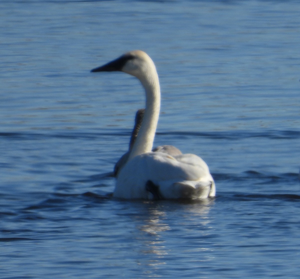Trumpeter Swan - ML645323711
