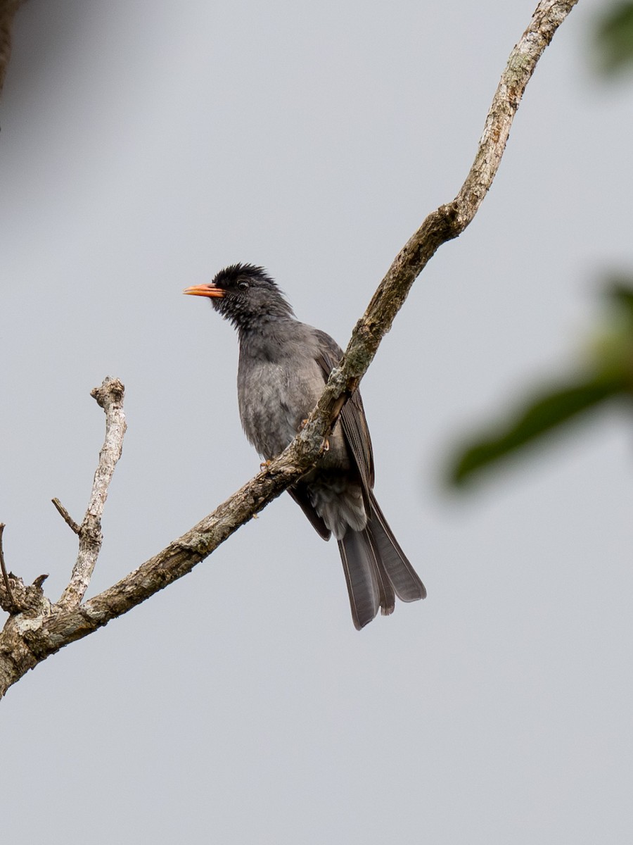 Square-tailed Bulbul - ML645323721