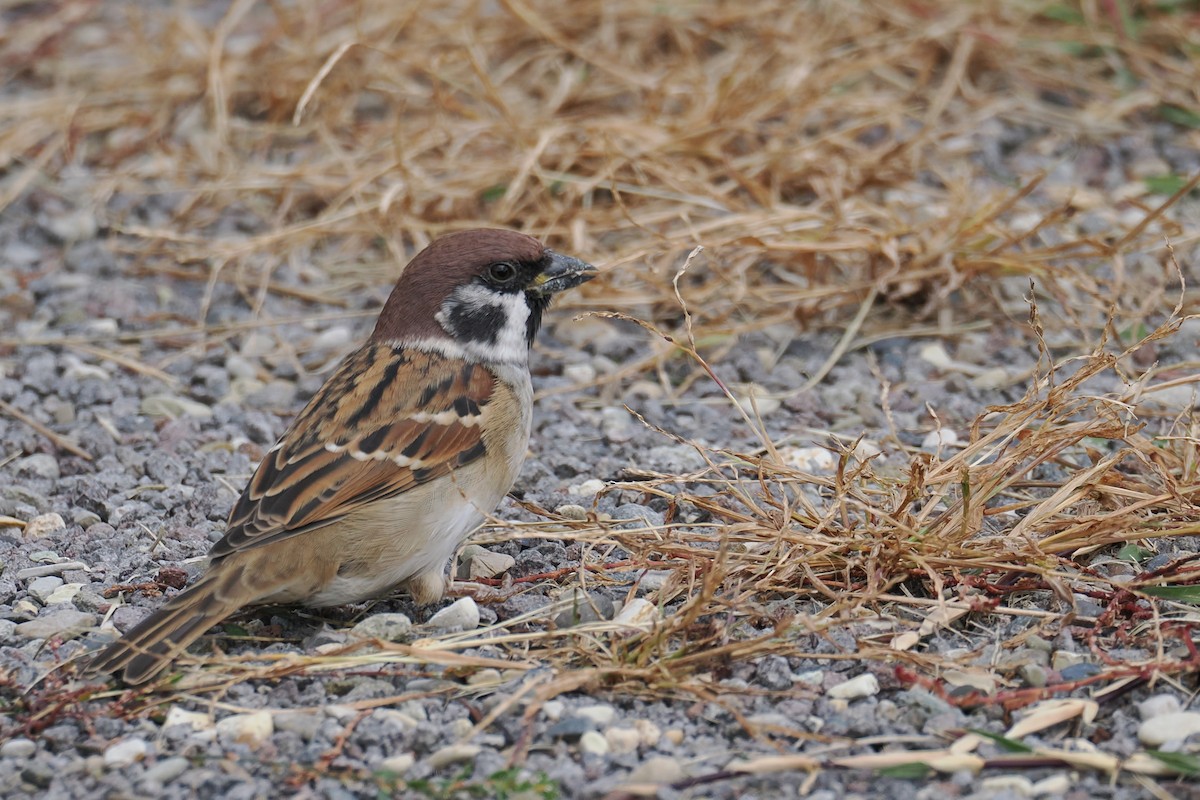 Eurasian Tree Sparrow - ML645323723