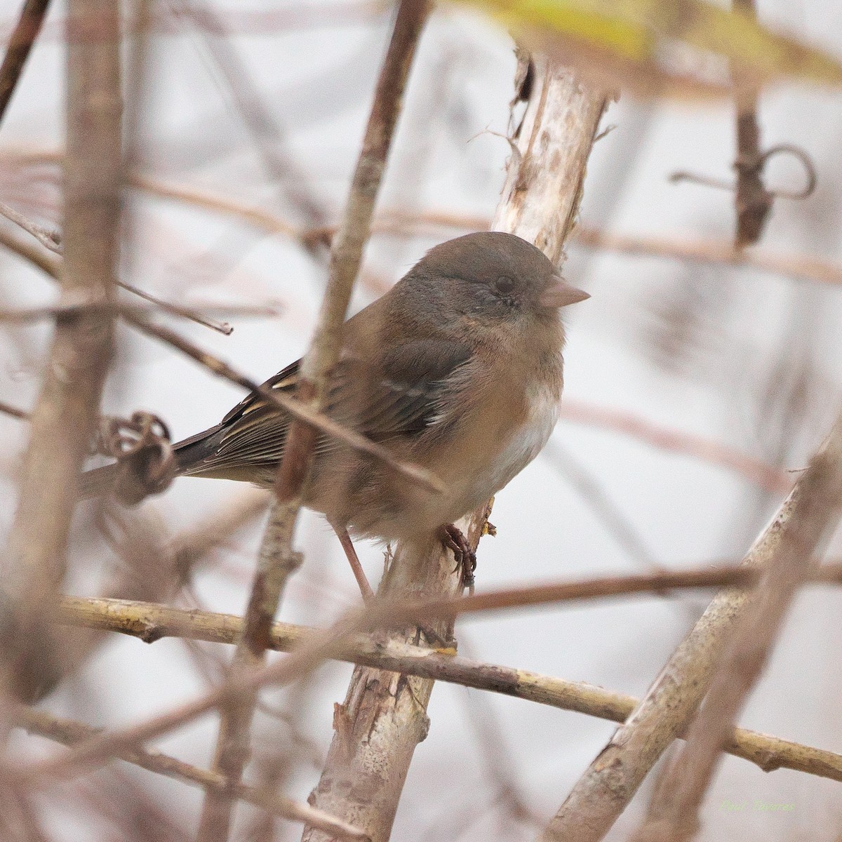 Dark-eyed Junco - ML645323724