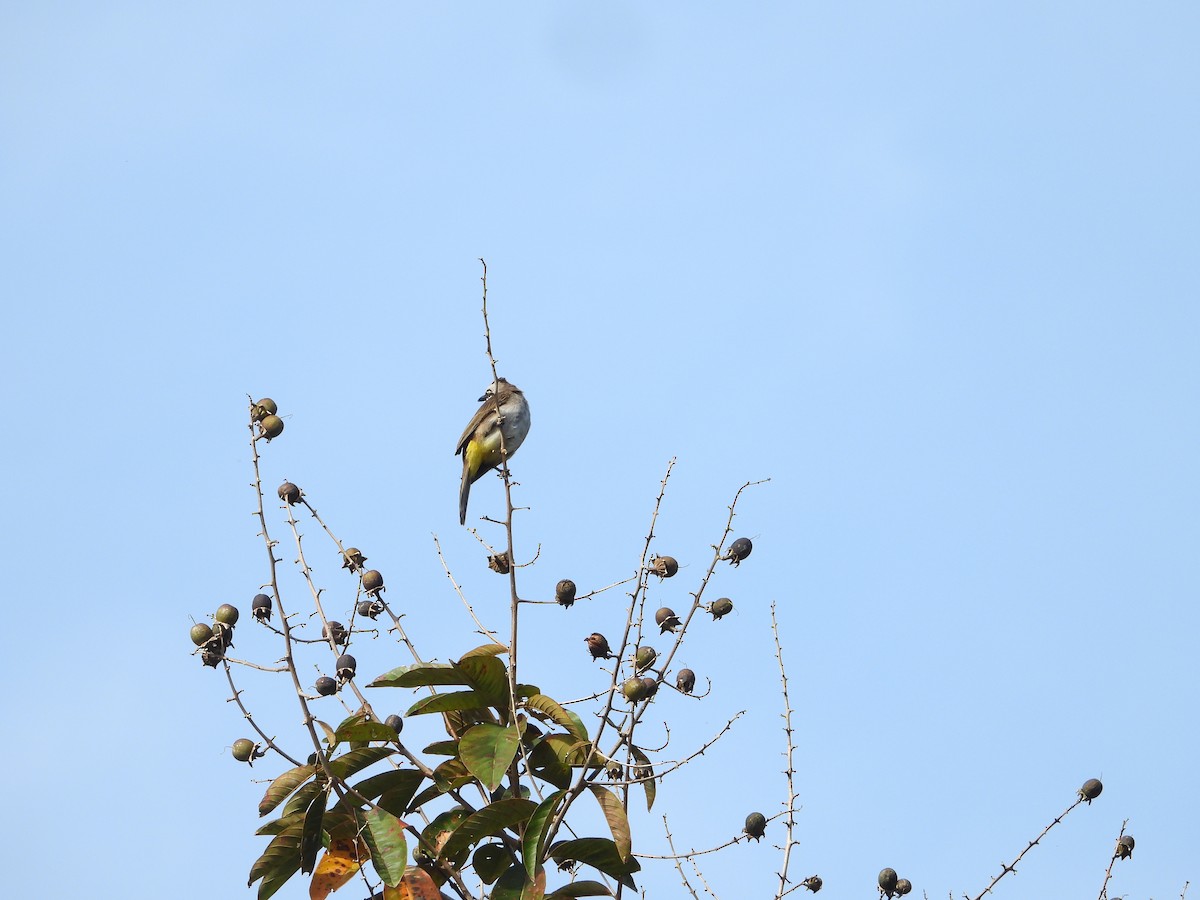 Yellow-vented Bulbul - ML645323726