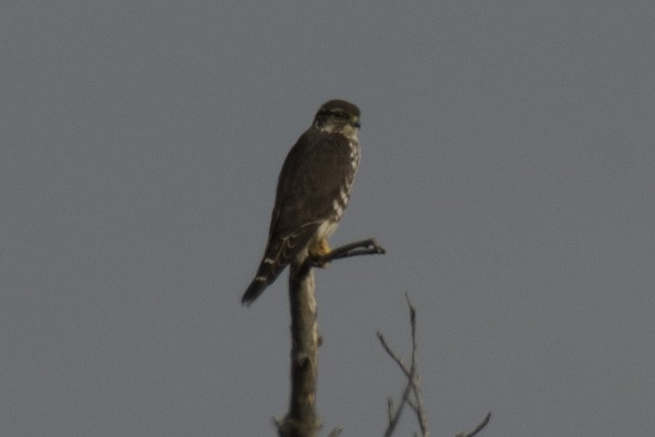 dřemlík tundrový - ML645323729