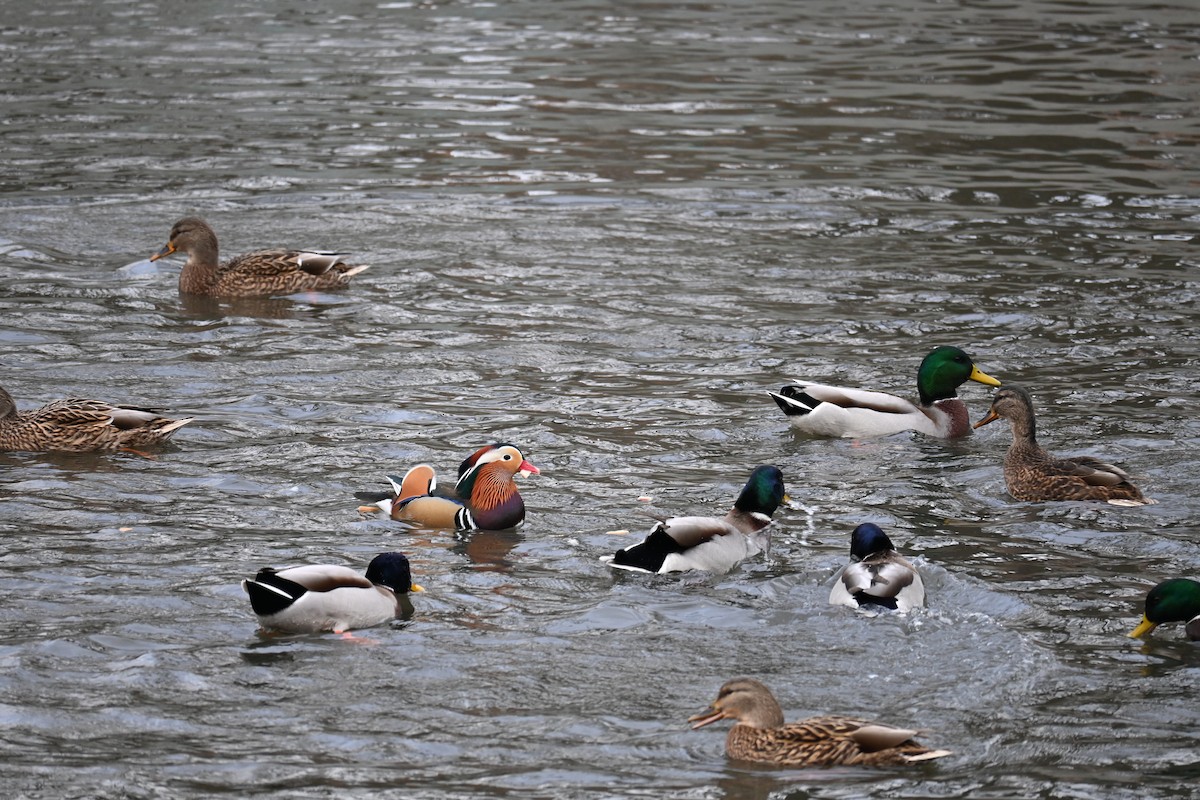 kachnička mandarínská - ML645323732