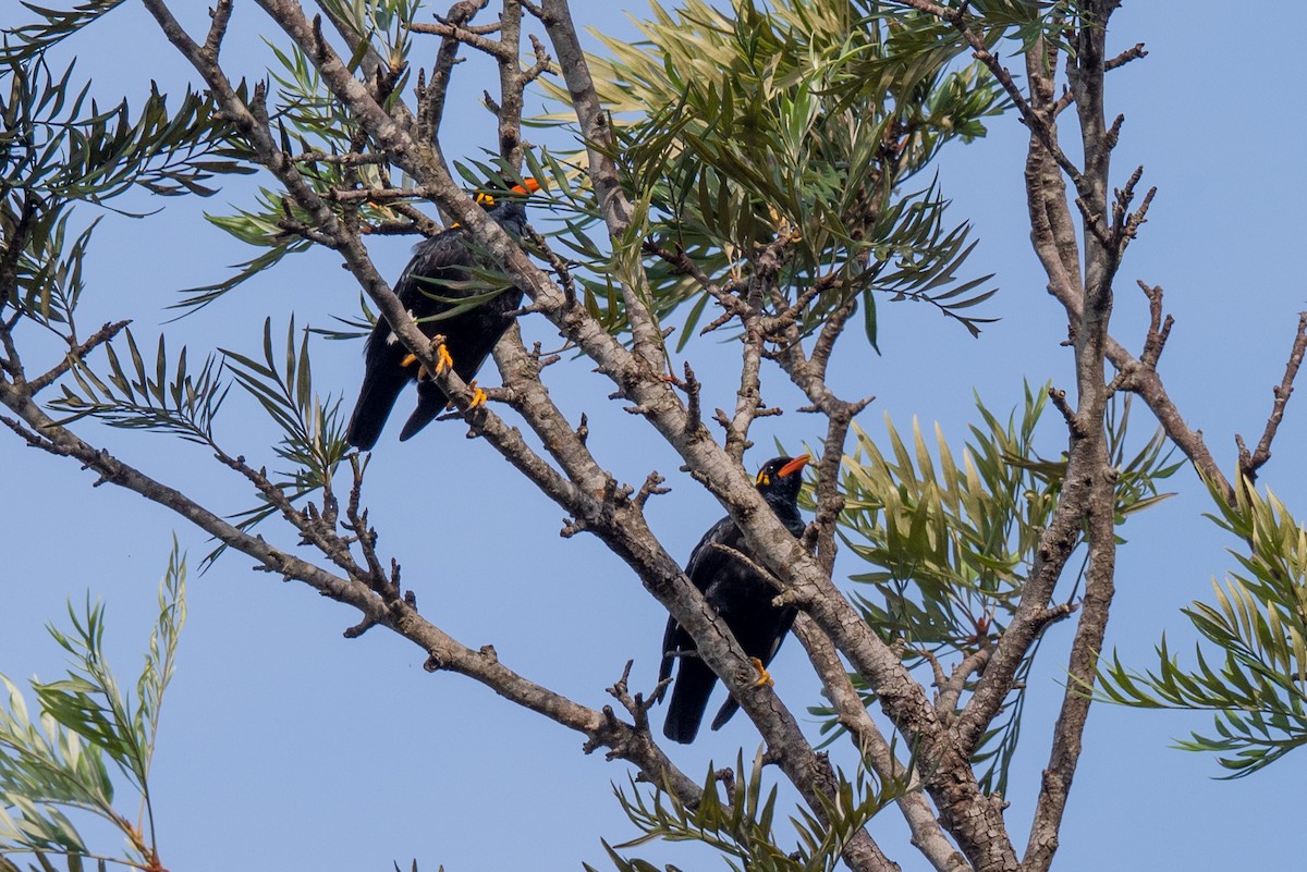 loskuták jižní - ML645323738