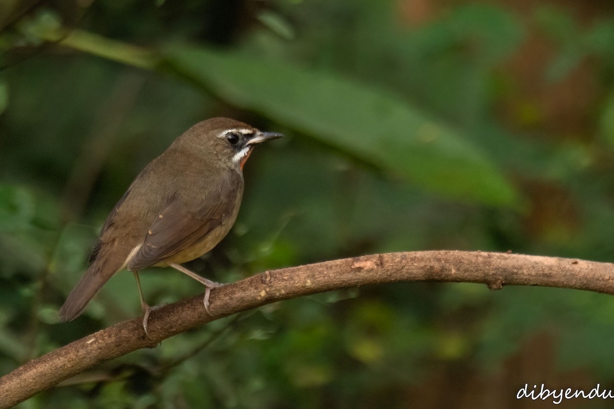 Siberian Rubythroat - ML645323745