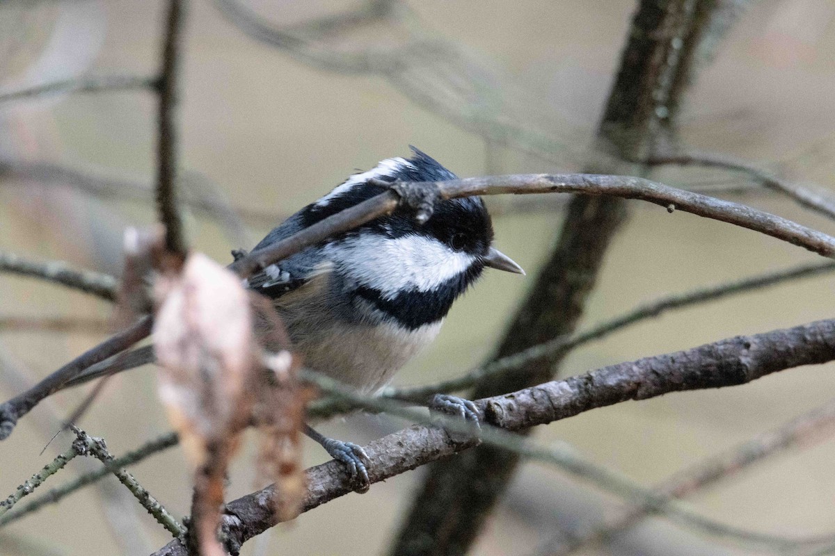 煤山雀 - ML645323751