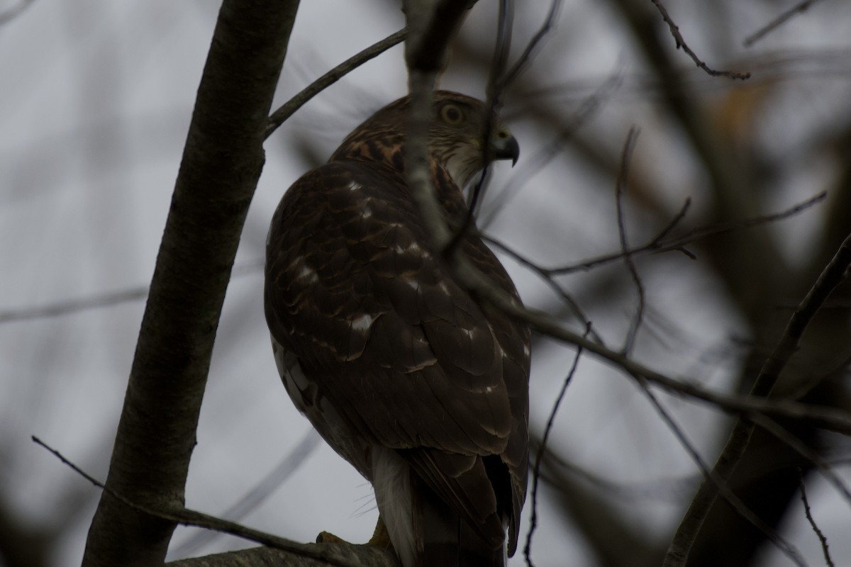 jestřáb americký - ML645323756