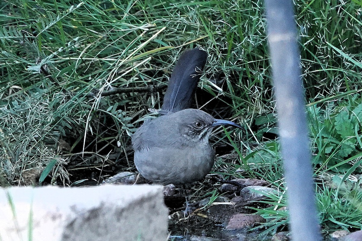 Crissal Thrasher - ML645323766