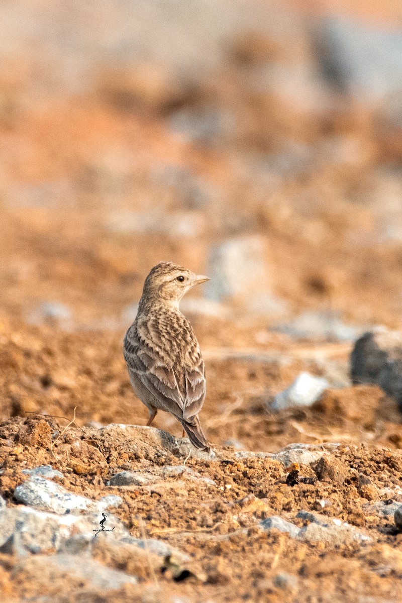 Жайворонок тибетський - ML645323767