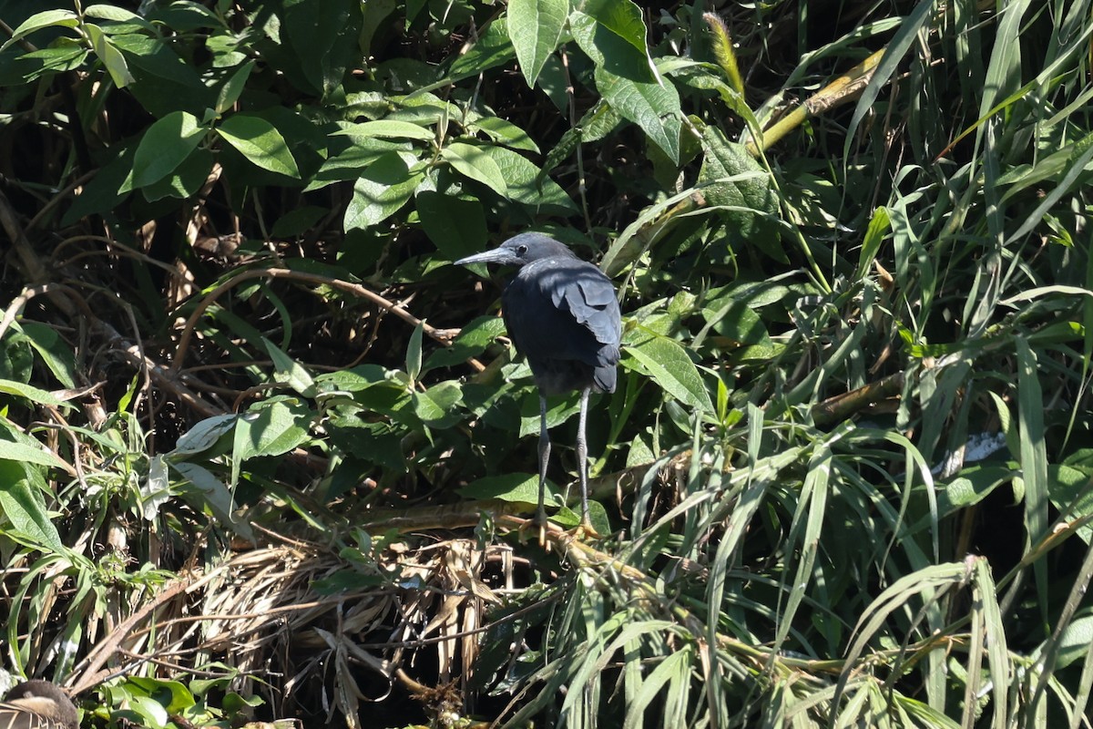 Black Heron - ML645323770