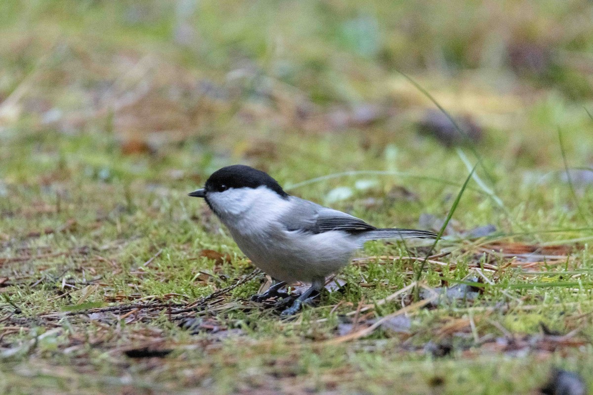 Willow Tit - ML645323771