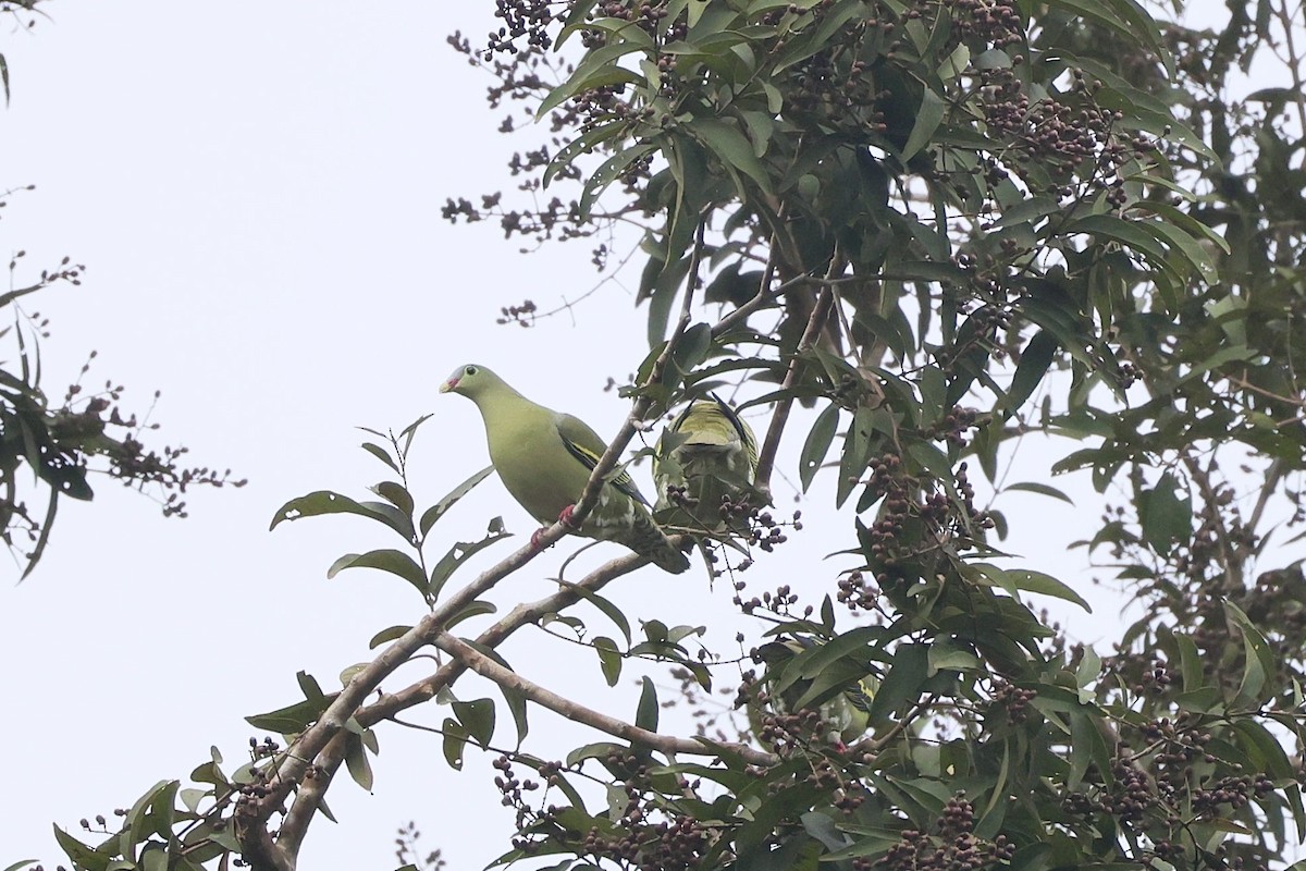 Вінаго індокитайський - ML645323773