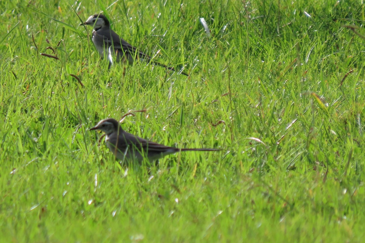 White Wagtail - ML645323774