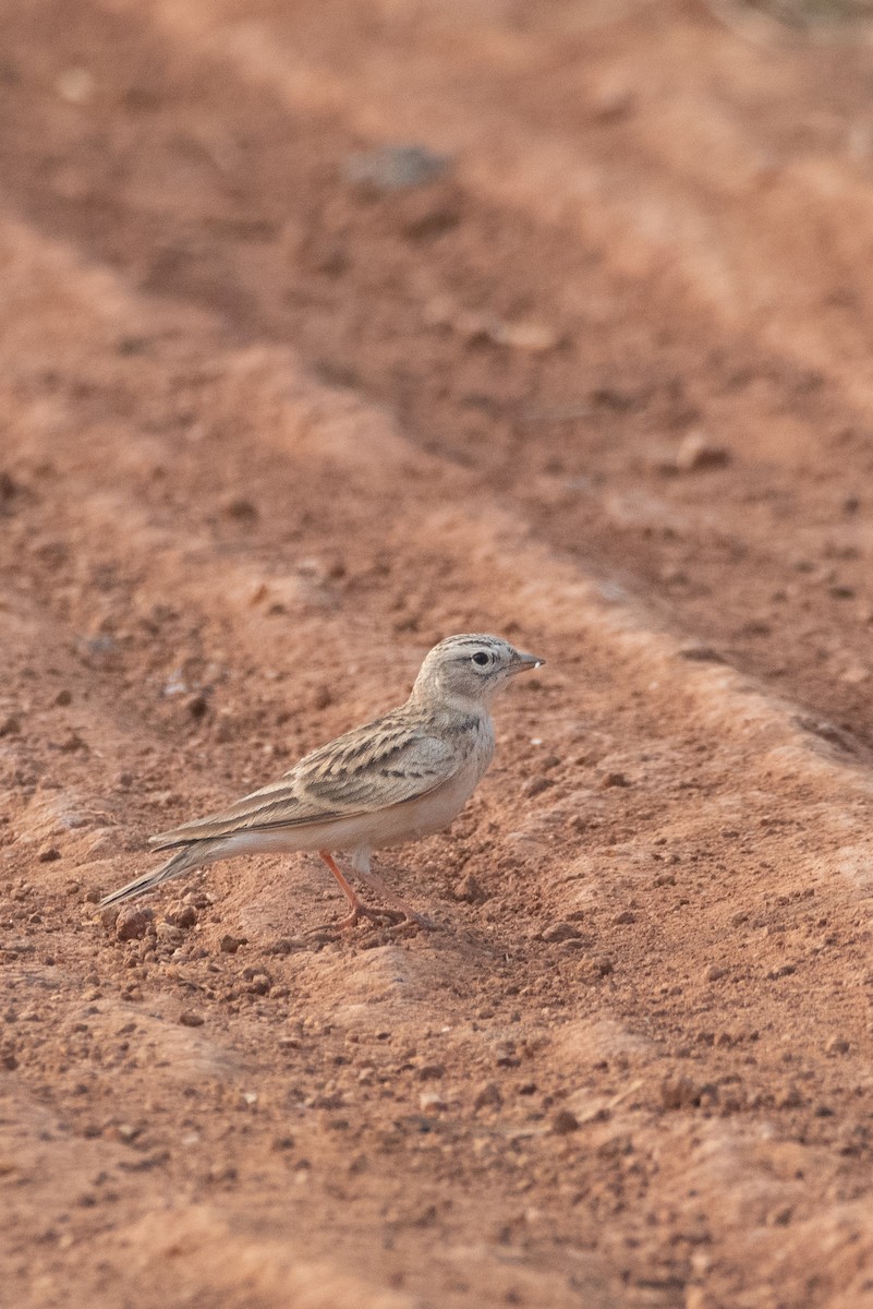 Жайворонок тибетський - ML645323775