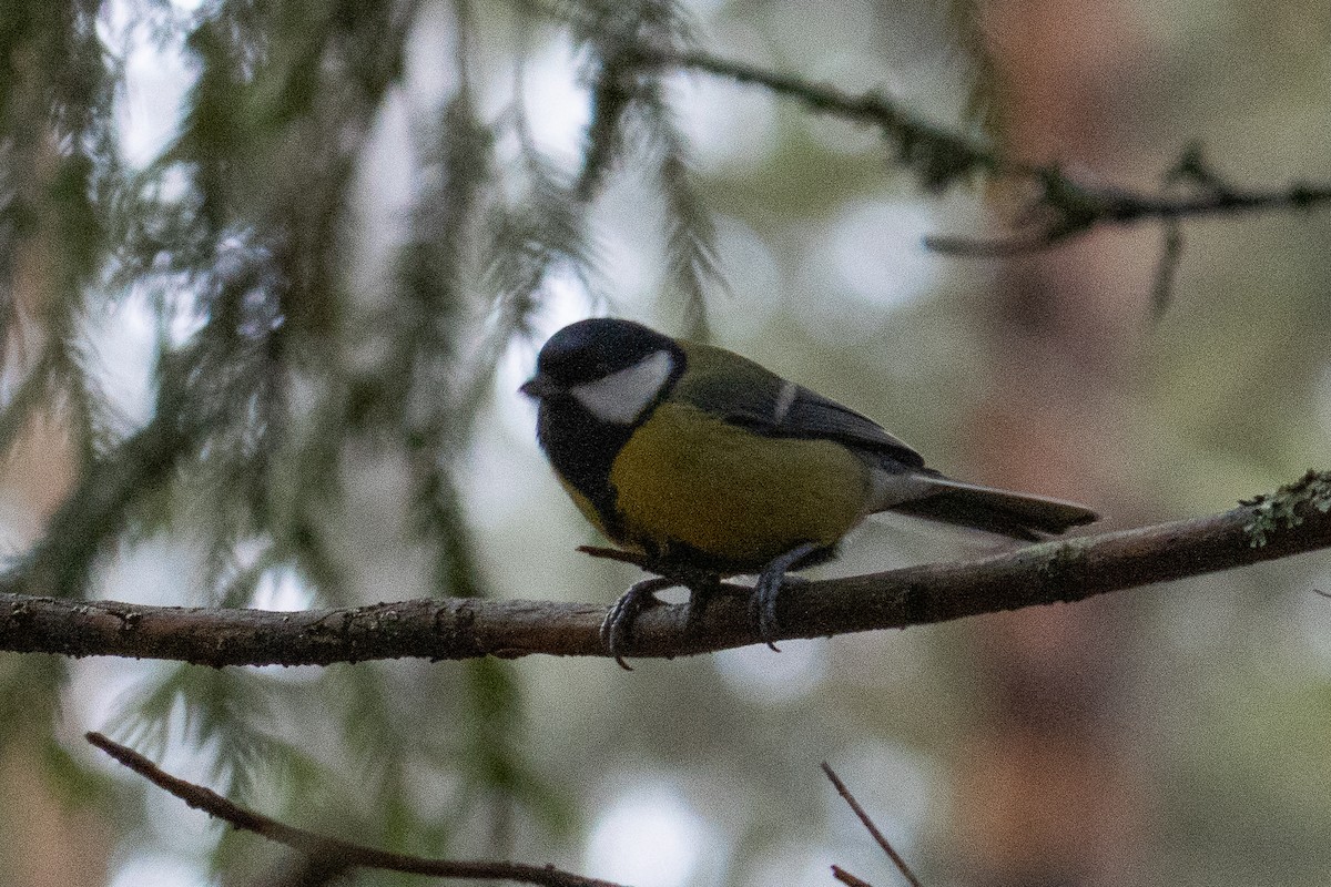 Great Tit - ML645323776