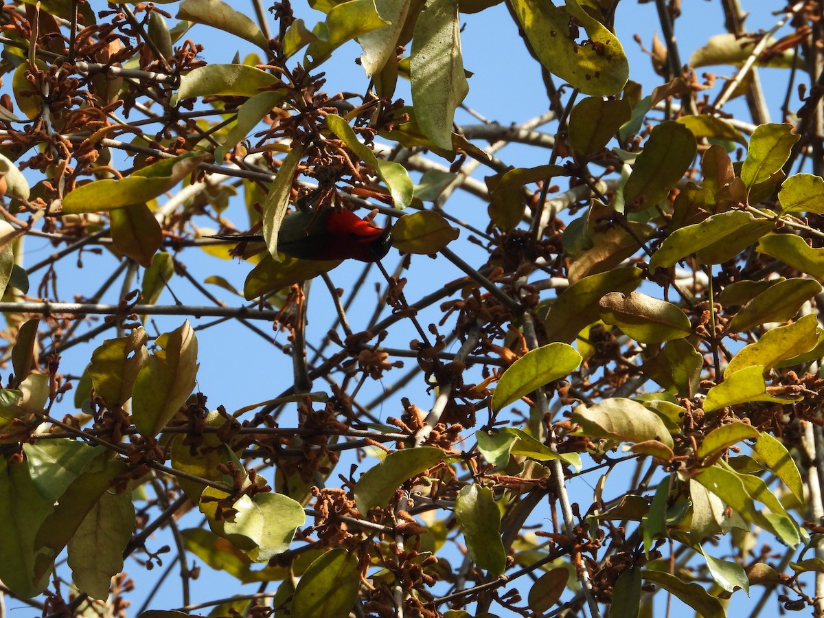 Crimson Sunbird - ML645323777