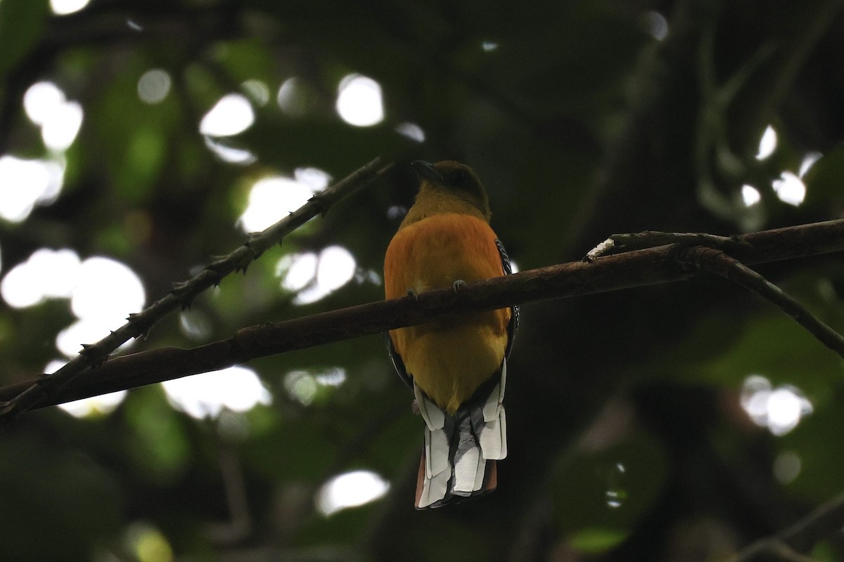Orange-breasted Trogon - ML645323779