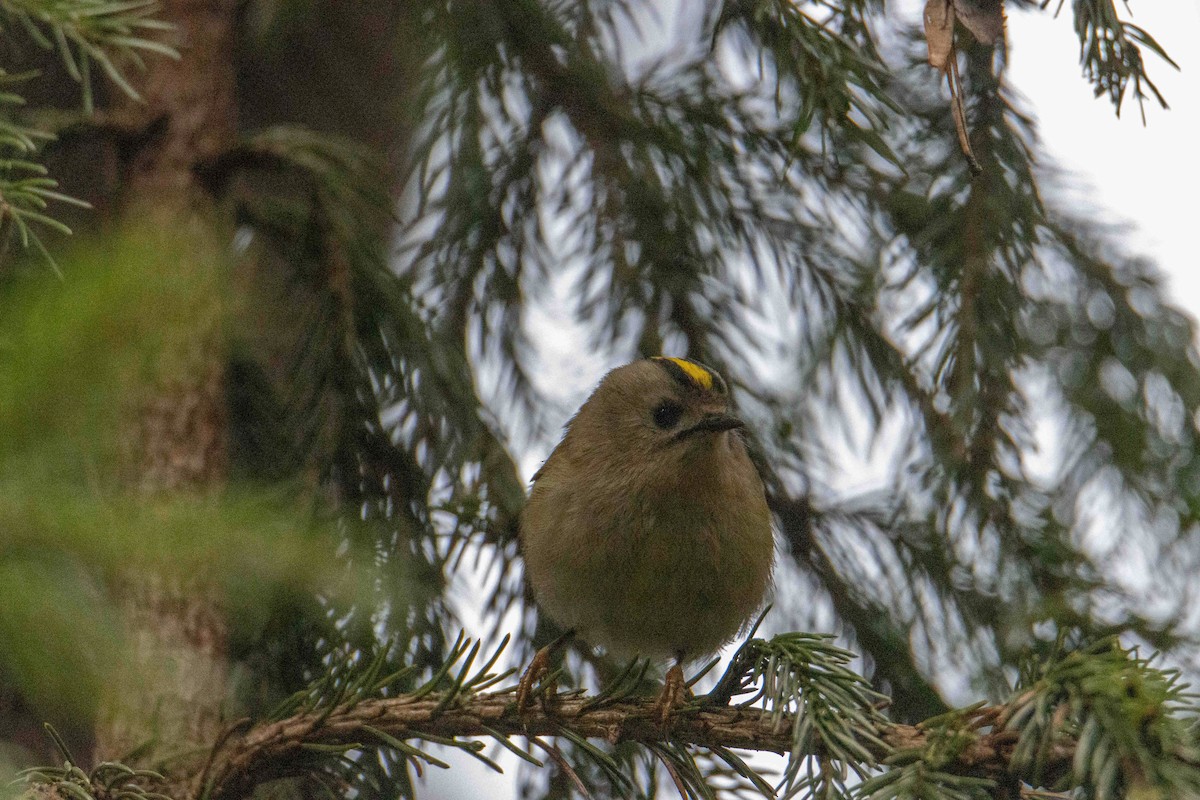 戴菊鳥 - ML645323782