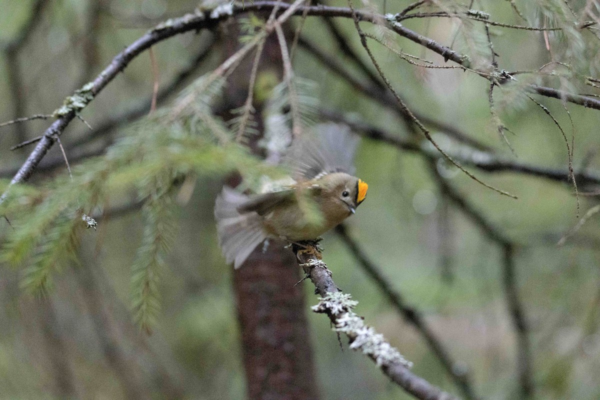 戴菊鳥 - ML645323783