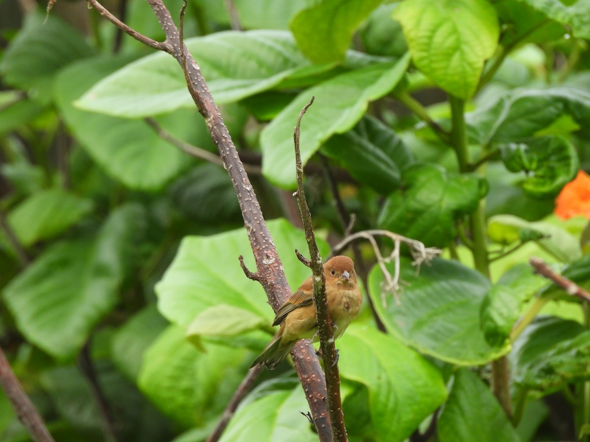 Indigo Bunting - ML645323790