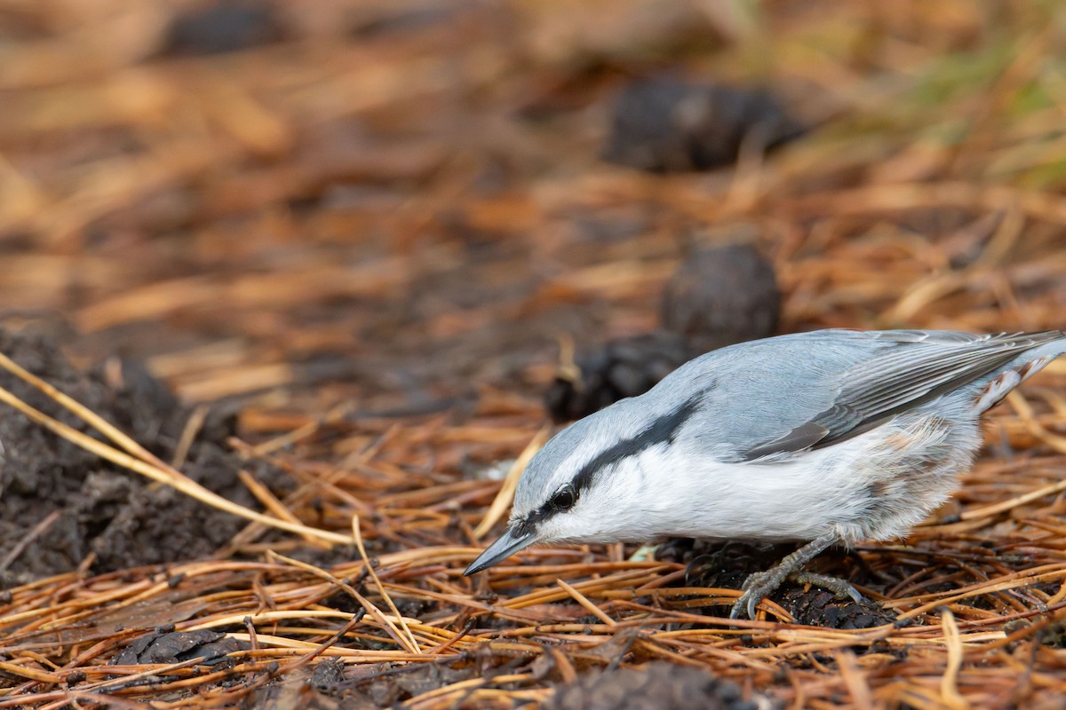 Повзик звичайний - ML645323801