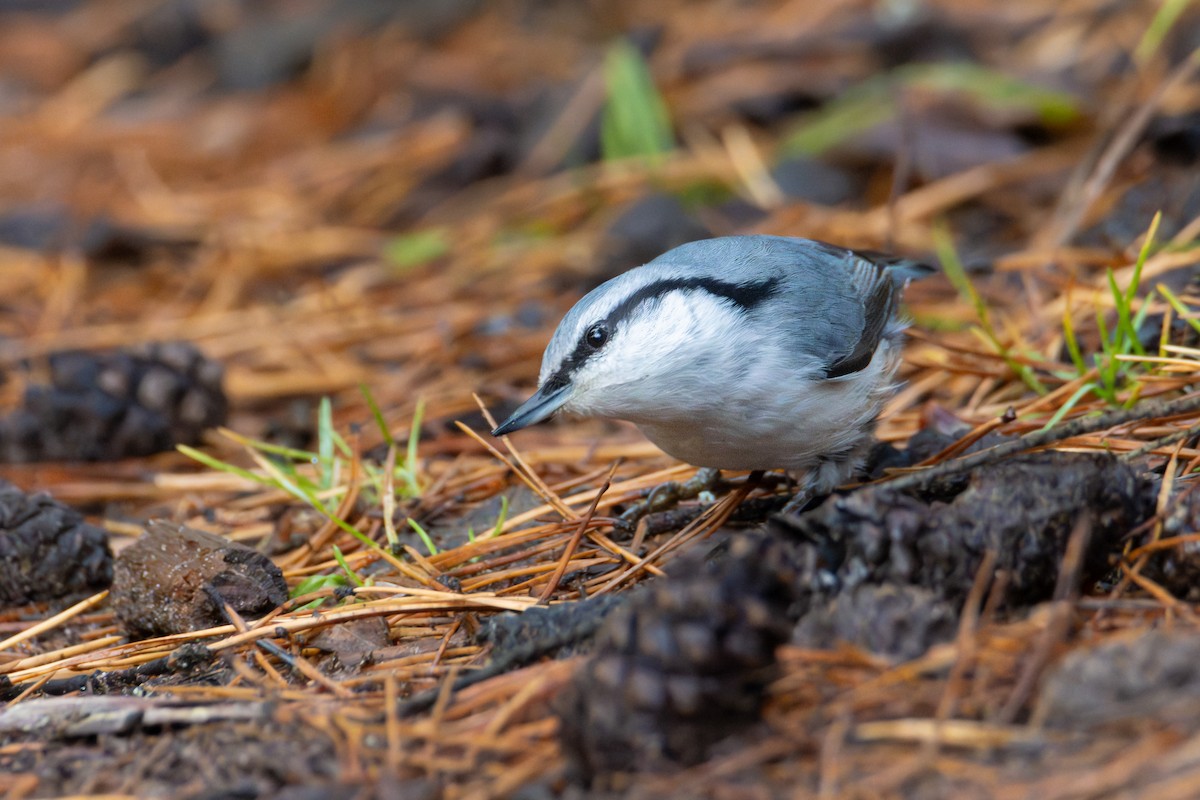 Повзик звичайний - ML645323802