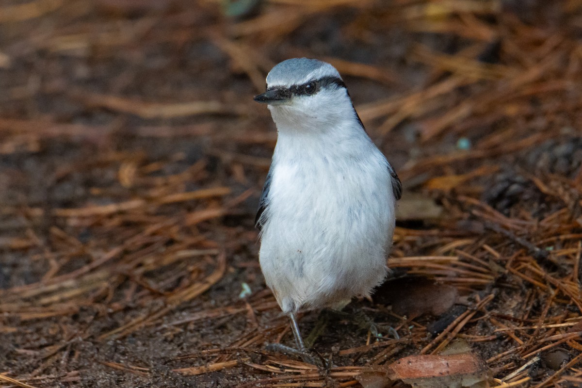 Повзик звичайний - ML645323803